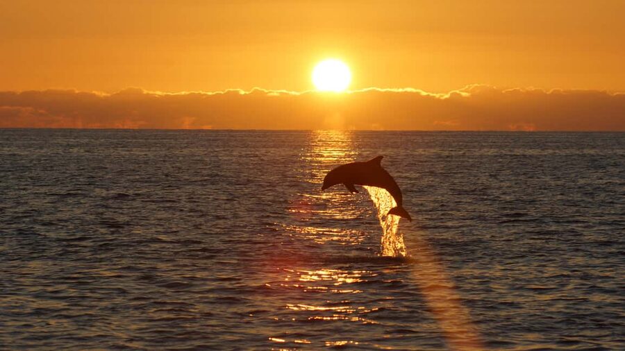 Pula: Dolphin Sunset Cruise to Brijuni with Dinner & Drinks - Key points to know before you sail