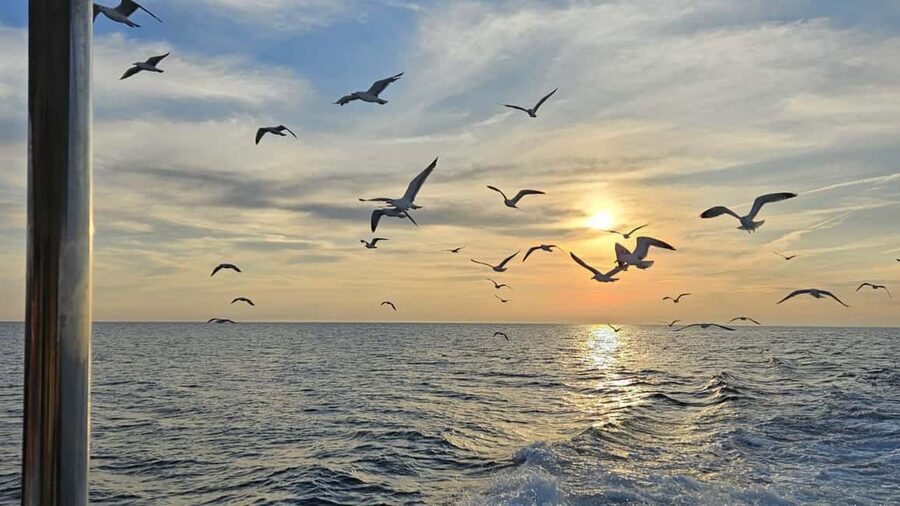 Pula: Dolphin Sunset Cruise to Brijuni with Dinner & Drinks - The dolphin search near Brijuni