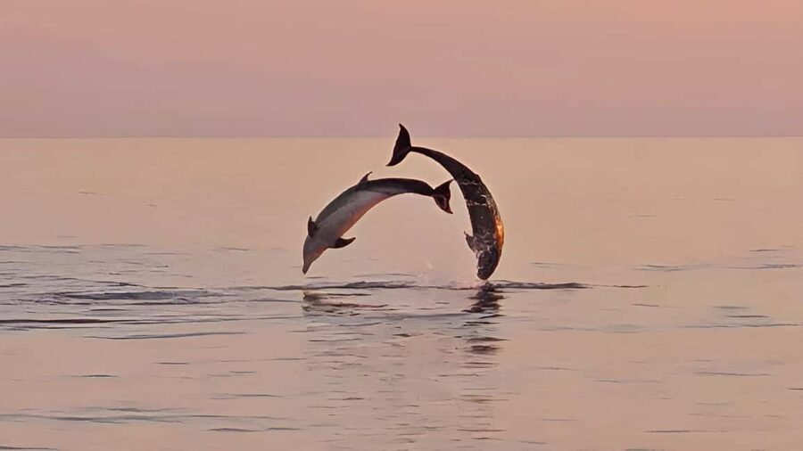 Pula: Dolphin Sunset Cruise to Brijuni with Dinner & Drinks - Pula’s Roman Arena from the water