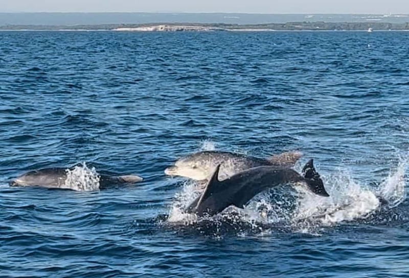 Pula: Dolphin-Watching Cruise at Sunset with Dinner & Drinks - From Pula Harbour Toward Brijuni National Park