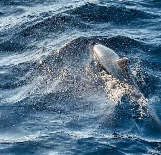 Pula: Dolphin-Watching Cruise at Sunset with Dinner & Drinks - What the $62 Price Really Covers