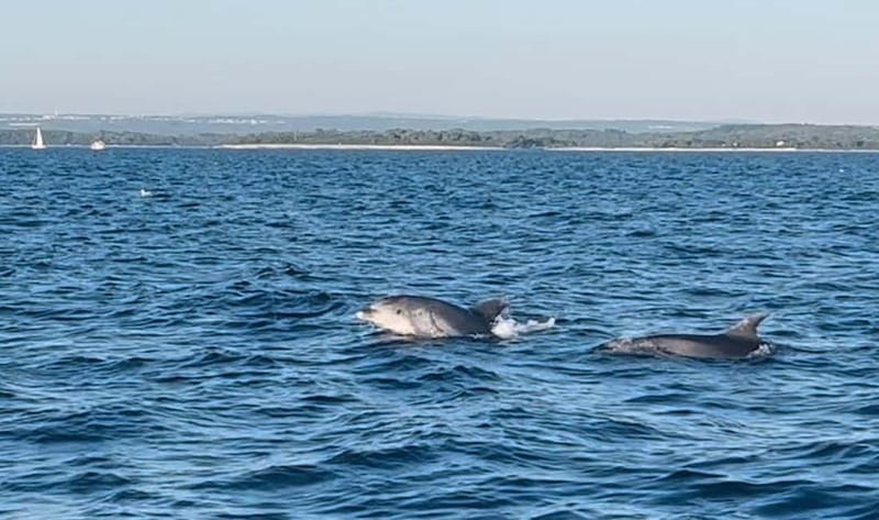 Pula: Dolphin-Watching Cruise at Sunset with Dinner & Drinks - Who Should Book This Pula Dolphin Cruise?