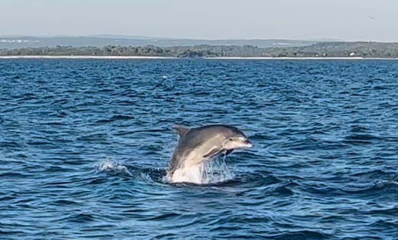 Pula: Dolphin-Watching Cruise at Sunset with Dinner & Drinks - FAQ