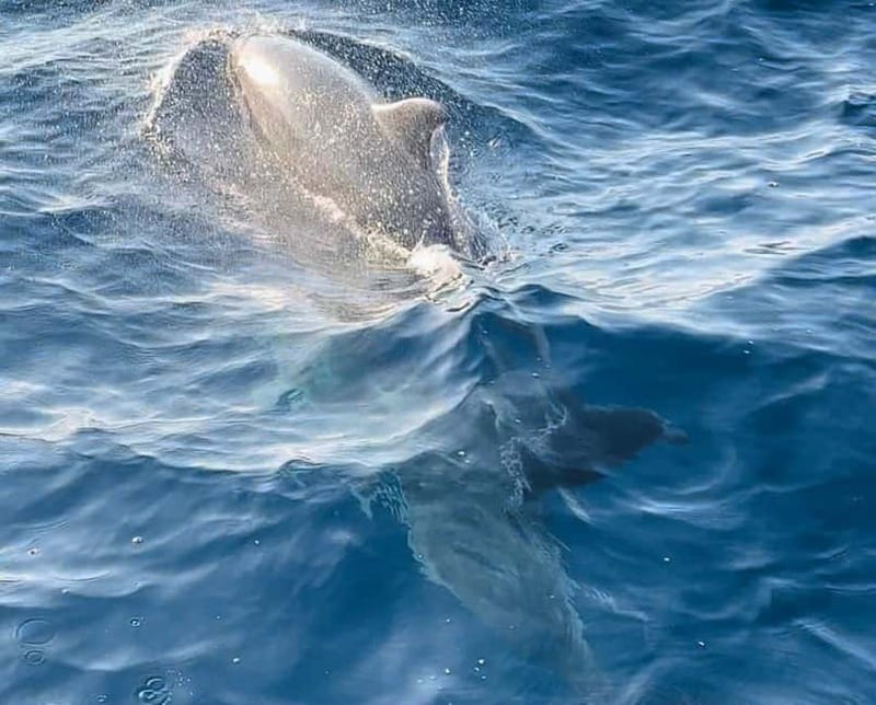 Pula: Dolphin-Watching Cruise at Sunset with Dinner & Drinks - Dinner, Wine, and a Choice of Main Course