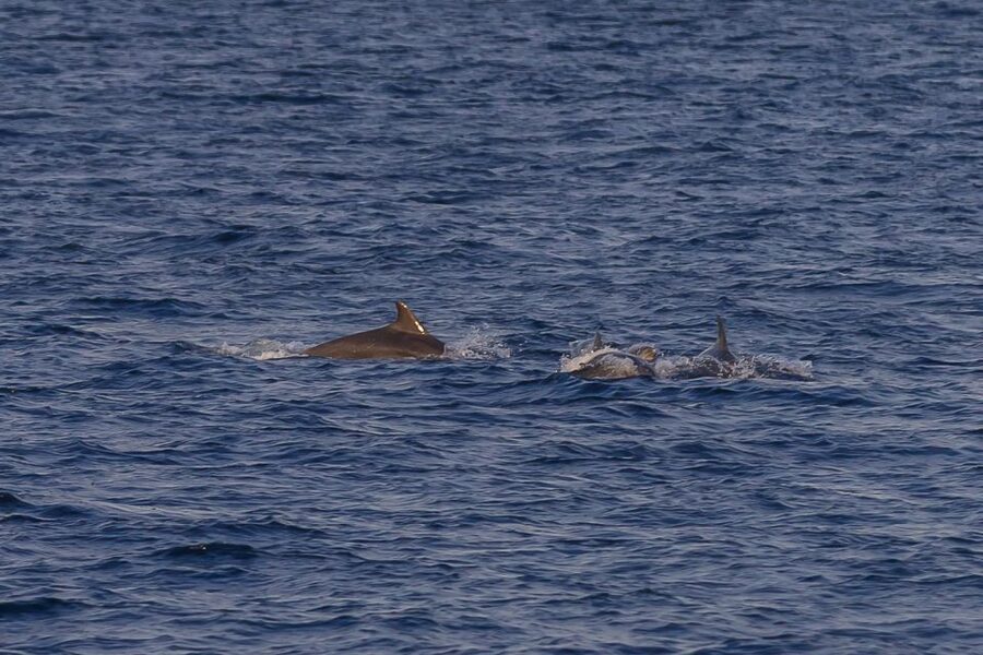 Pula: Dolphin Watching Sunset Cruise with Dinner & Drinks - Why this cruise works so well in Pula