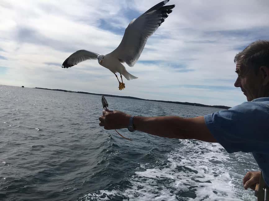 Pula: Dolphin Watching Sunset Cruise with Dinner & Drinks - Who should book this Pula cruise