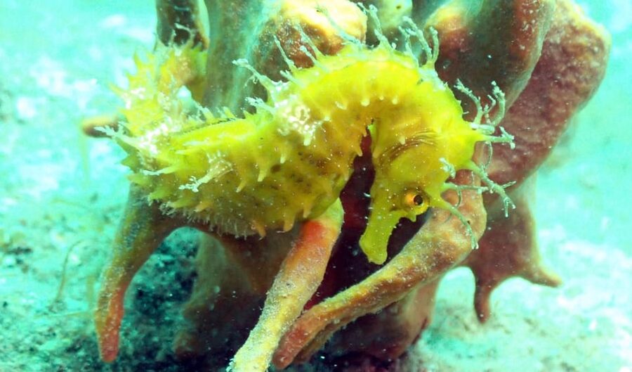 Pula: Introduction to Scuba Diving - What 30 minutes underwater really means
