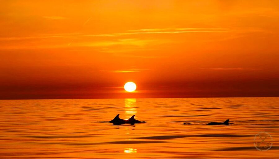 Pula: National Park Brijuni Dolphin Cruise with Dinner - Brijuni National Park From the Water