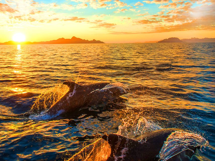 Pula: National Park Brijuni Dolphin Cruise with Dinner - Searching the Adriatic for Dolphins