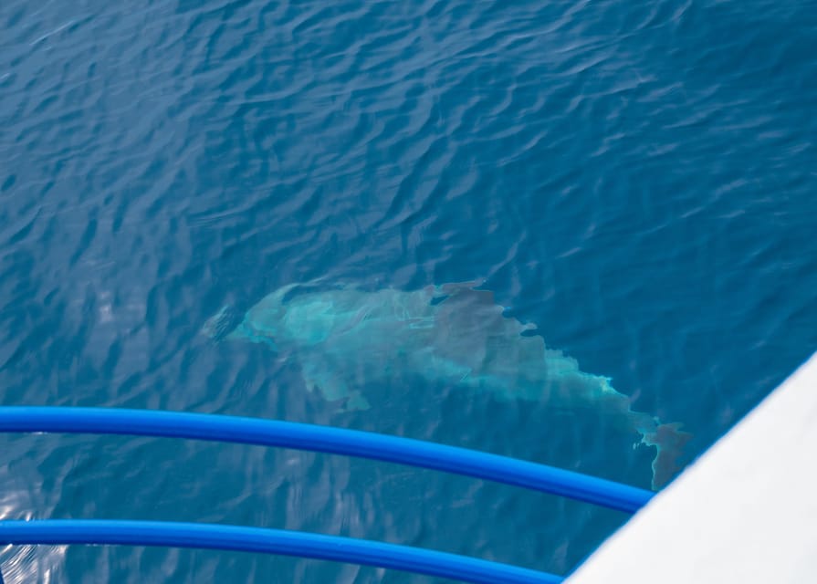 Pula: Private Dolphins & Sunset Tour With Dinner & Drinks - Practical Details Before You Book