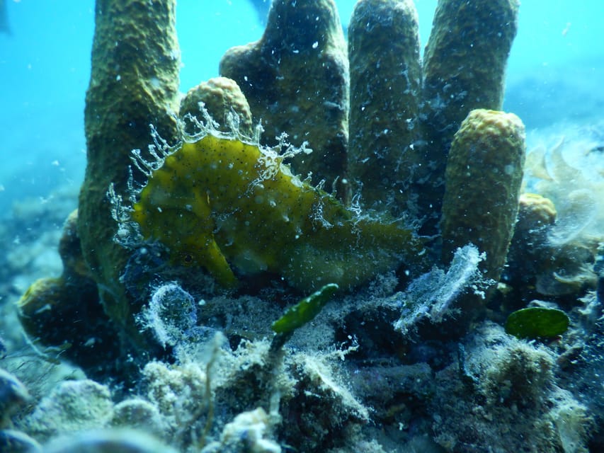 Pula: Private Introduction to Scuba Diving - Who will enjoy this Pula experience