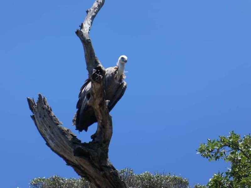 Punat: Plavnik and Krk Islands Private Boat Trip - Swimming and snorkeling from natural beaches