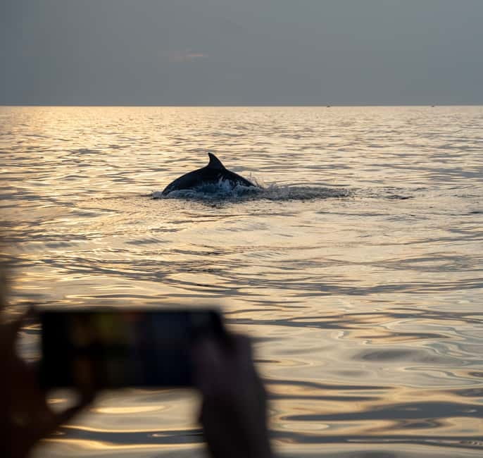 Rovinj: Dolphin Watching Sunset Speedboat Tour with Drinks - Should you book the Rovinj dolphin sunset tour?