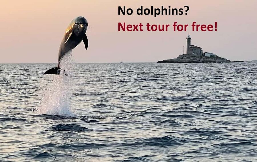 Rovinj: Dolphin Watching Sunset Speedboat Tour with Drinks - Why this small Rovinj boat tour works