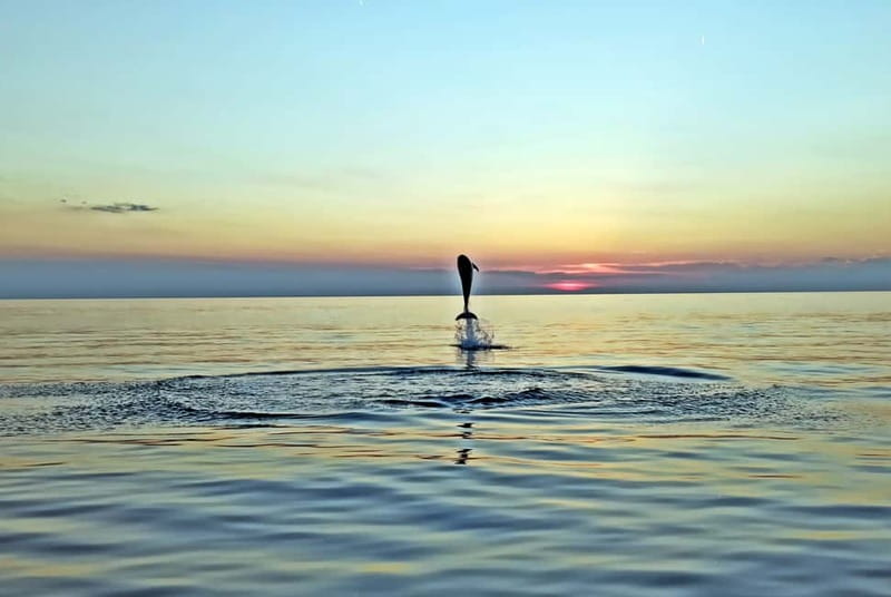 Rovinj: Dolphin Watching Sunset Speedboat Tour with Drinks - Dolphin watching without the usual noise