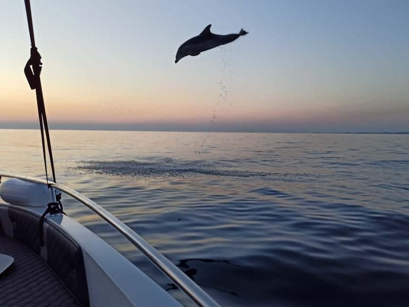 Rovinj: Dolphin Watching Sunset Speedboat Tour with Drinks - What the speedboat feels like