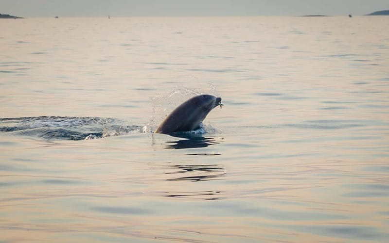 Rovinj: Dolphin Watching Sunset Speedboat Tour with Drinks - Is $72 good value?