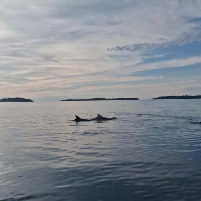 Rovinj: Shared Dolphin and Sunset Tour with Drinks - Setting Out From Rovinj’s Dolphin Dock
