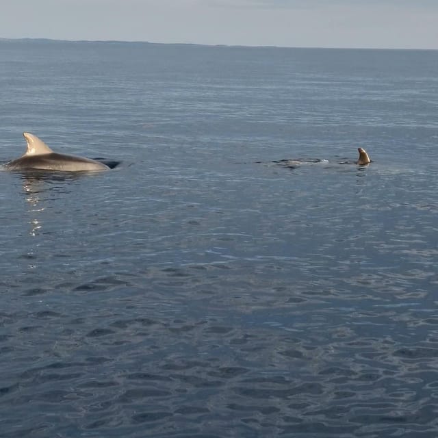 Rovinj: Shared Dolphin and Sunset Tour with Drinks - Should You Book The Rovinj Dolphin And Sunset Tour?