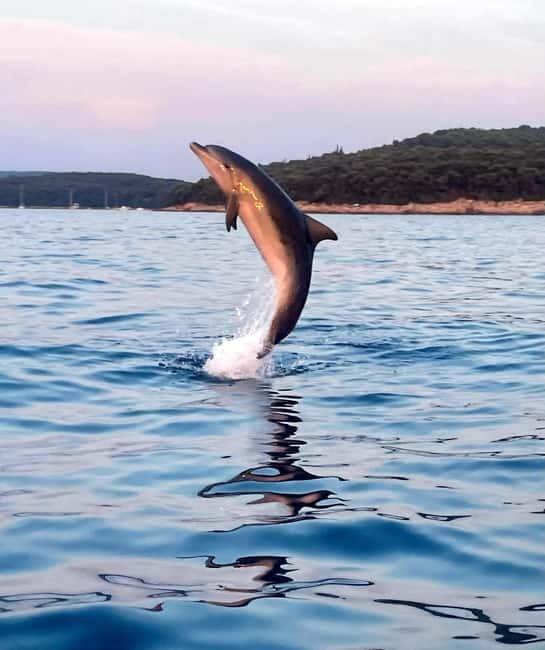 Rovinj: Shared Dolphin and Sunset Tour with Drinks - A Speedboat Ride With Only Eight Seats