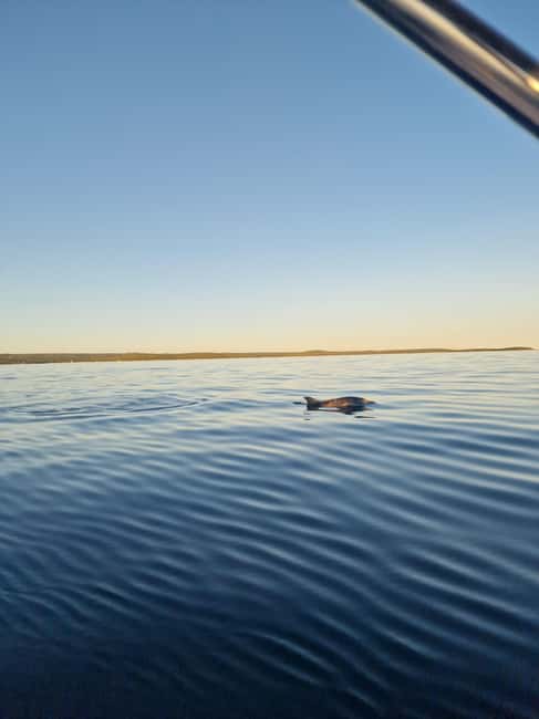 Rovinj: Shared Dolphin and Sunset Tour with Drinks - Drinks Included During The Cruise