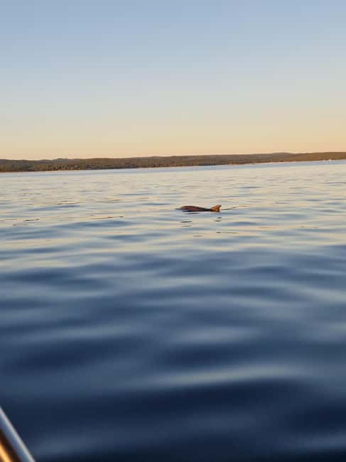 Rovinj: Shared Dolphin and Sunset Tour with Drinks - What The Strongest Feedback Points To