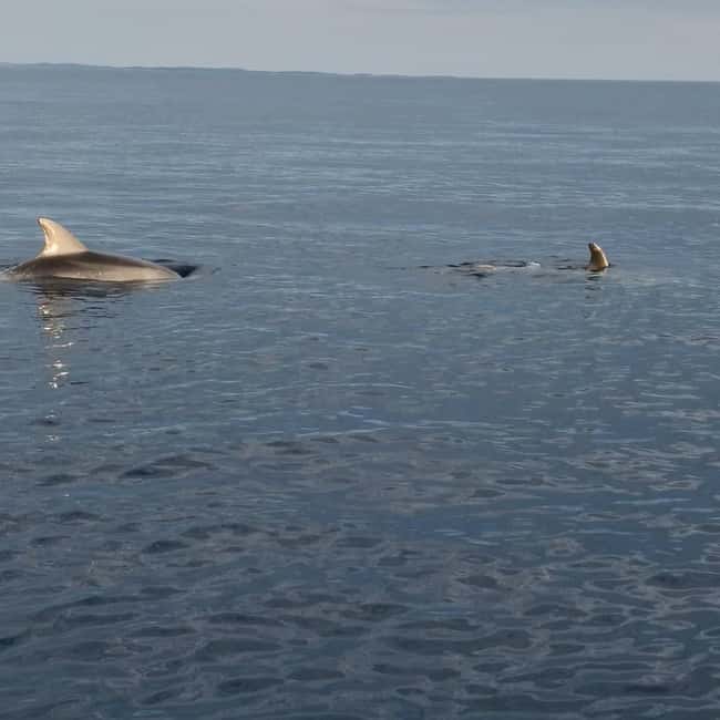 Rovinj: Shared Dolphin and Sunset Tour with Drinks - Who Will Enjoy This Trip Most