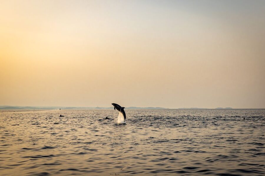 Rovinj: Sunrise Dolphins & Fishermen at Work Speedboat Tour - Who Should Book This Morning Tour?