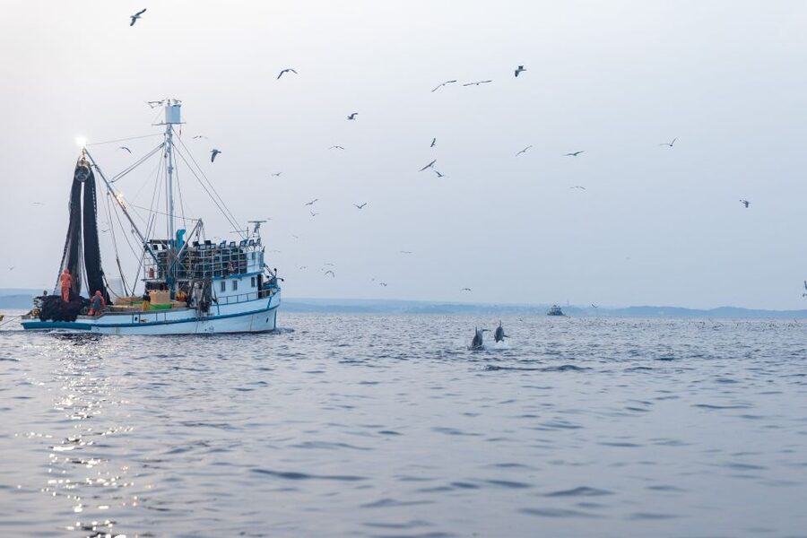 Rovinj: Sunrise Dolphins & Fishermen at Work Speedboat Tour - Sunrise Behind the Istrian Hills