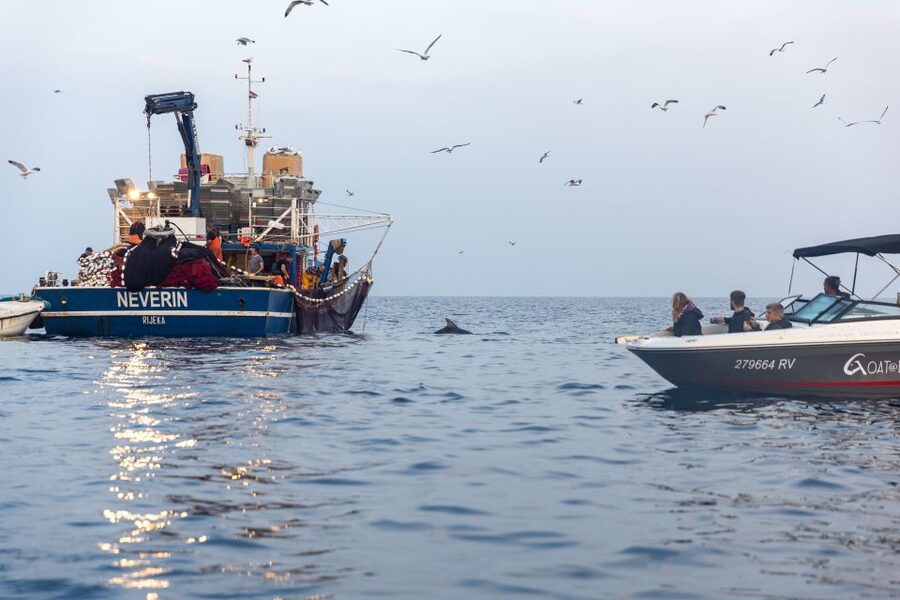 Rovinj: Sunrise Dolphins & Fishermen at Work Speedboat Tour - What to Bring and What to Expect Onboard