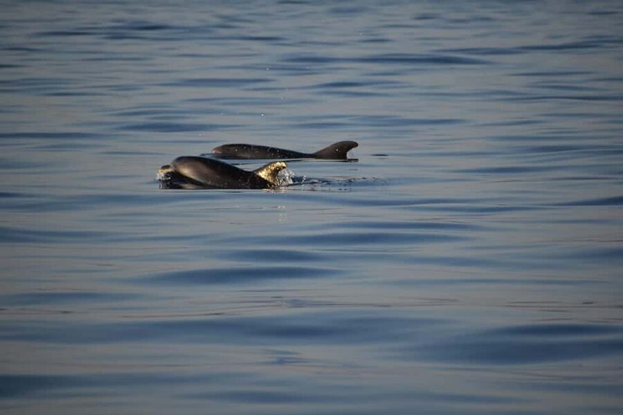 Rovinj: Sunset & dolphin group tours with Catamaran - How the $41 Price Works