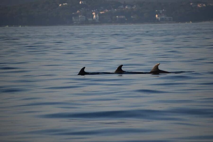 Rovinj: Sunset & dolphin group tours with Catamaran - Private Trips and Special Occasions