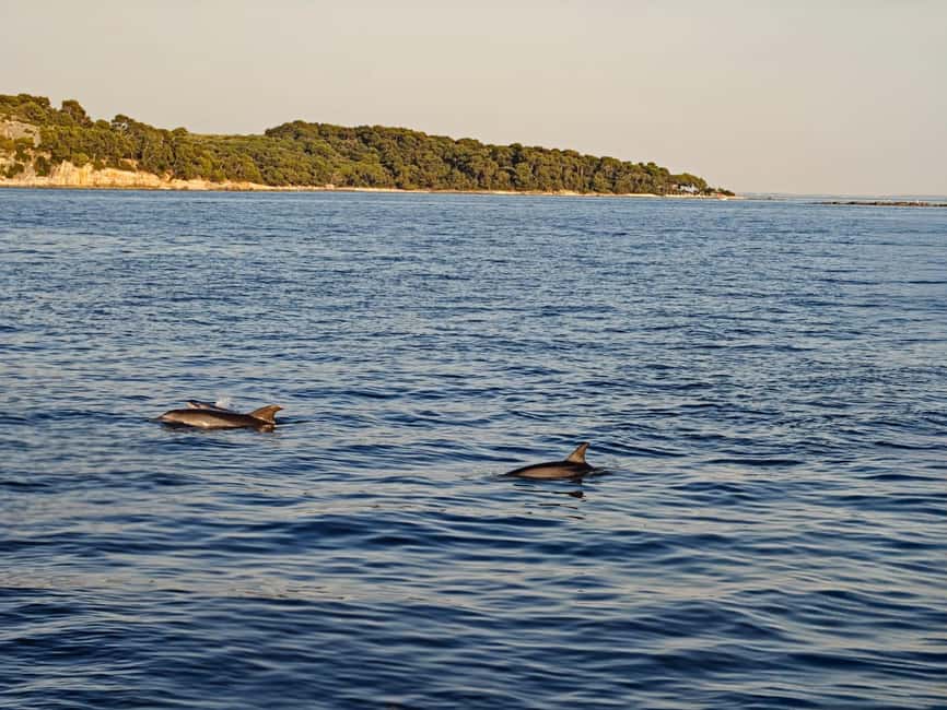 Rovinj: Sunset & dolphin group tours with Catamaran - Who Will Enjoy This Most