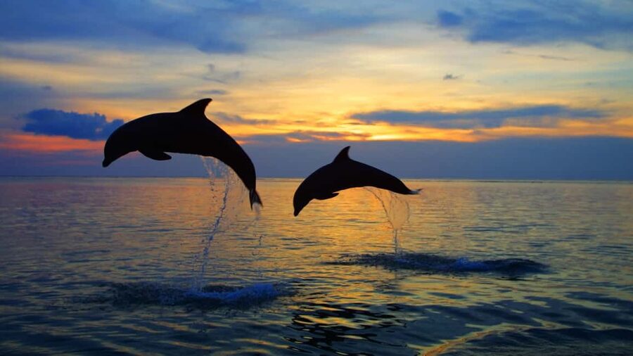 Rovinj: Sunset Speedboat Tour with Dolphin Watching - Key points at a glance