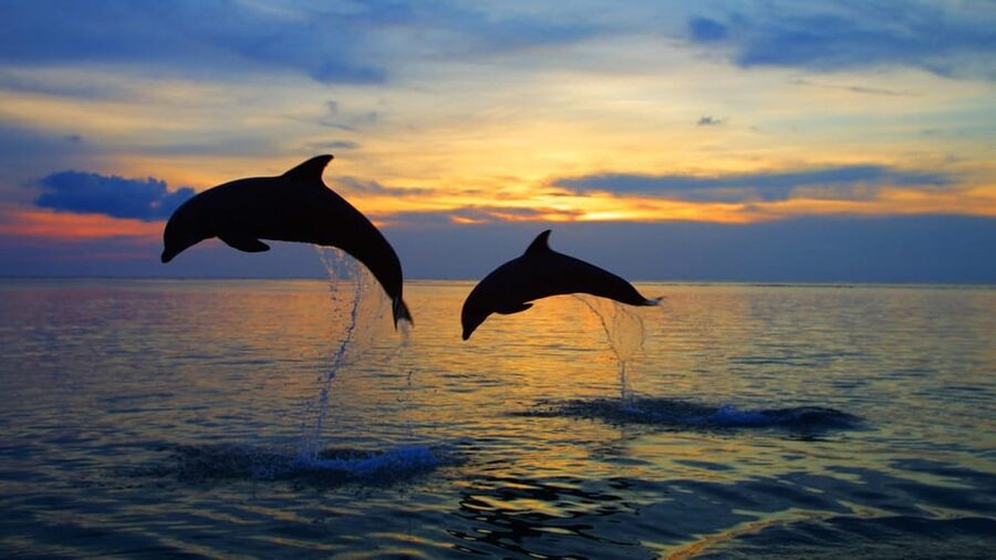 Rovinj: Sunset Speedboat Tour with Dolphin Watching - Who will enjoy this most
