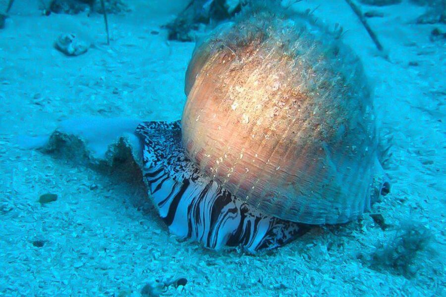 Scuba Diving in Dubrovnik: 1 Dive for Certified Divers - Why this Dubrovnik scuba outing is worth considering
