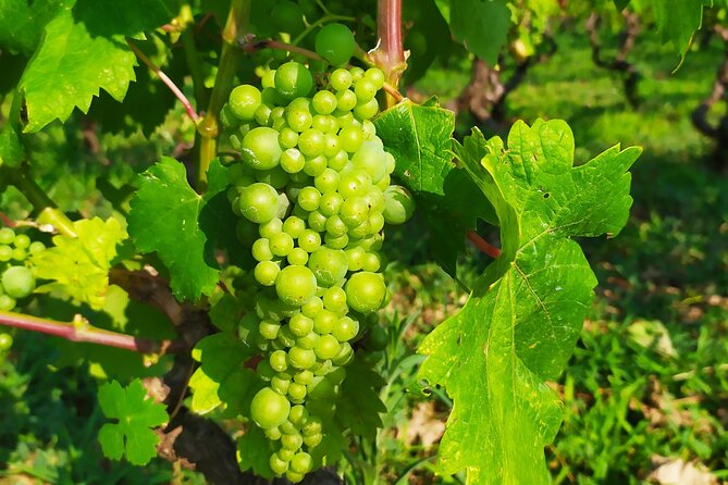 Slurp of Grk Korcula Wine Tour | Wine Tasting in Lumbarda - A short walk through Lumbarda’s vineyards