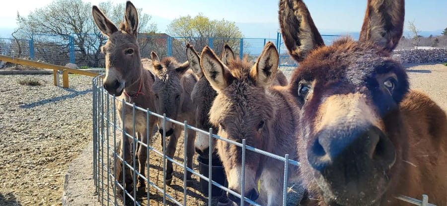 Šmrika (near Rijeka/Krk/Crikvenica) Donkey Farm Family Fun - What the $9 price really covers