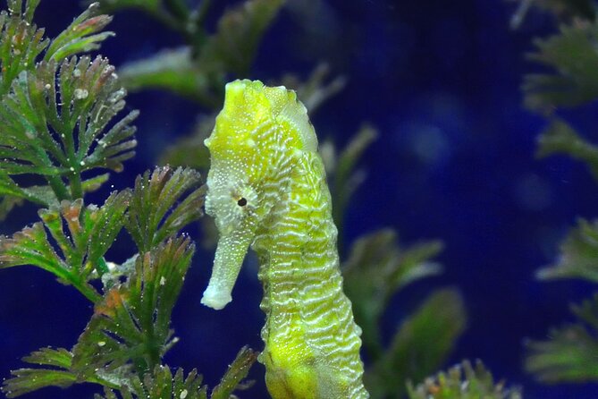 Snorkeling tour Makarska Riviera, islands of Hvar or Brač - Weather, cancellations, and practical planning