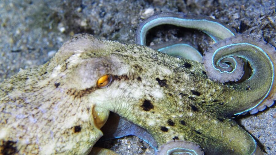 Split-Makarska-Brela Try SCUBA Dive - Photos and videos make a useful extra