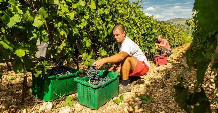 Split or Trogir: Krka Waterfalls & Wine and Food tasting - Krka Waterfalls: the day’s main attraction