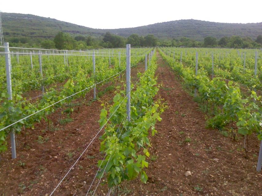 Split or Trogir: Krka Waterfalls & Wine and Food tasting - What the price really covers