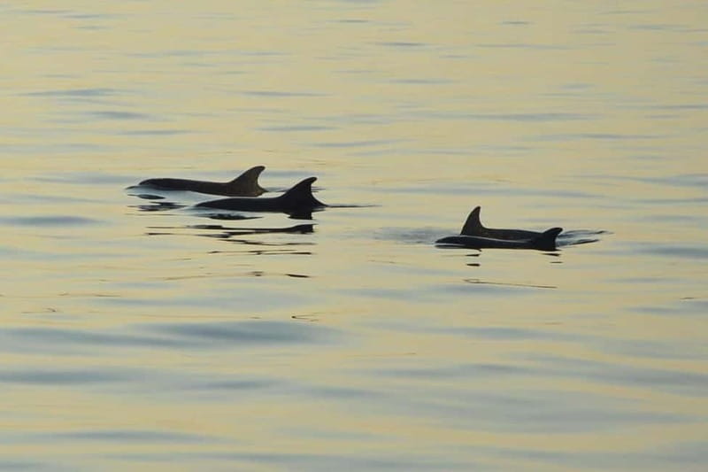 Sunset Dolphin Cruise with Dinner – Medulin Archipelago - A sunset sail with dolphins as the bonus