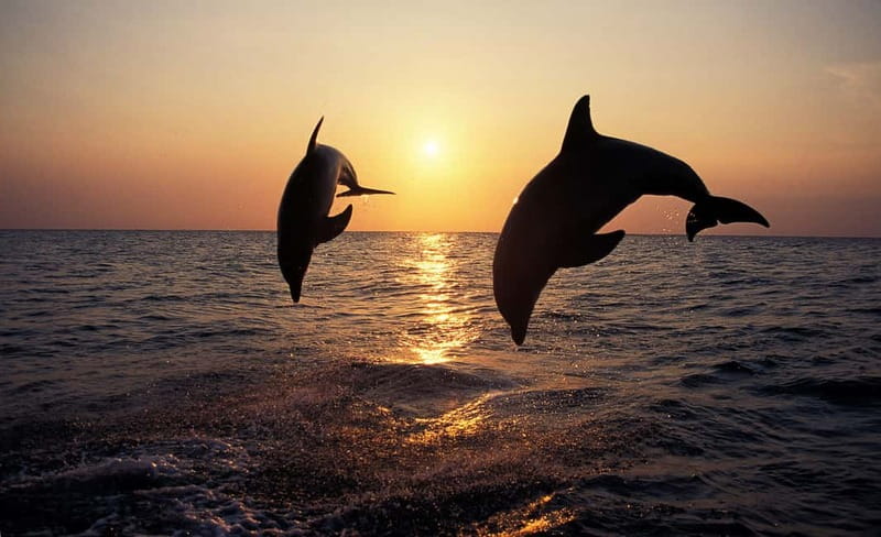 Sunset Dolphin Cruise with Dinner – Medulin Archipelago - Leaving Medulin Harbour with time to settle in