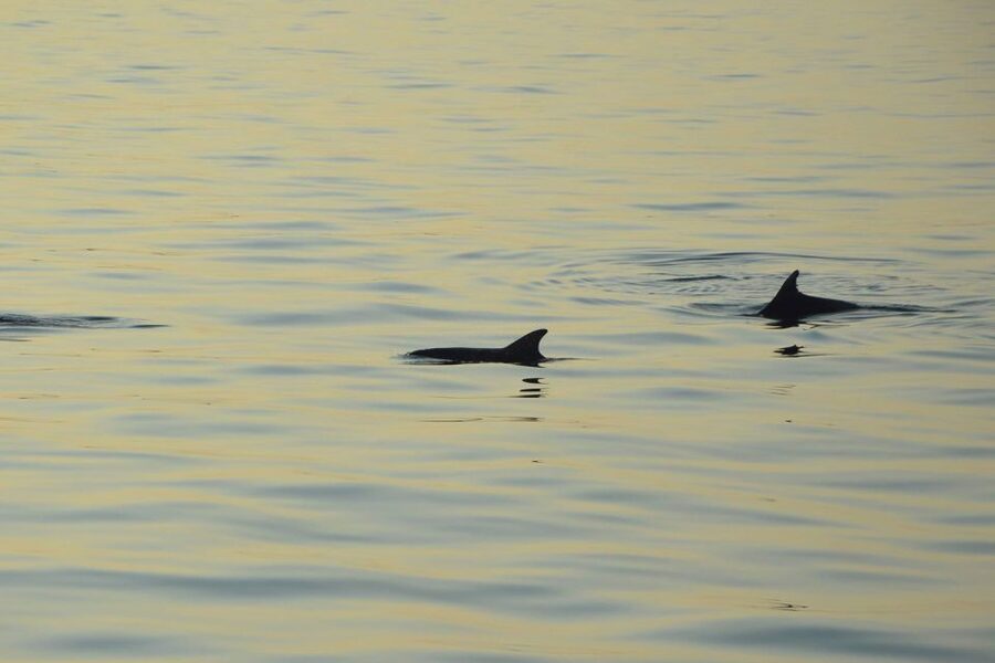 Sunset Dolphin Cruise with Dinner – Medulin Archipelago - Sunset from the water and the evening viewpoint