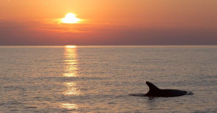 Sunset Dolphin Cruise with Dinner – Medulin Archipelago - Who should book this Medulin cruise