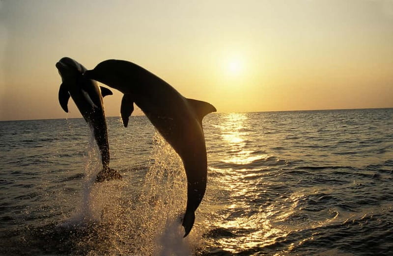 Sunset Dolphin Cruise with Dinner – Medulin Archipelago - Cape Kamenjak and the open Adriatic