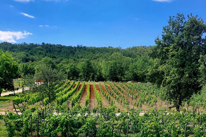 Taste of Istria - wine, brandy, vinegar, local food - A short walk through vineyard and lavender fields