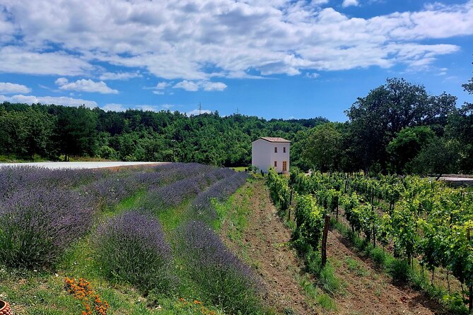 Taste of Istria - wine, brandy, vinegar, local food - Is $52.41 a fair price?