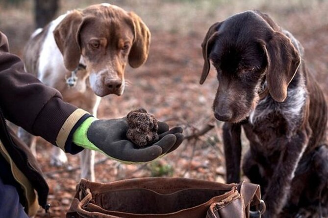Truffle and wine / Taste of Istria from POREC, ROVINJ, PULA - Booking, cancellation, and practical details